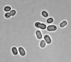 Synechococcus sp. PCC 7002 BF[4]