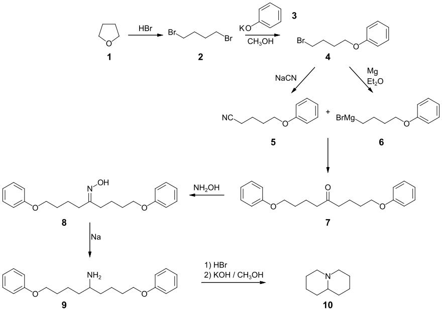 Mehrstufige Synthese von Chinolizidin aus Tetrahydrofuran