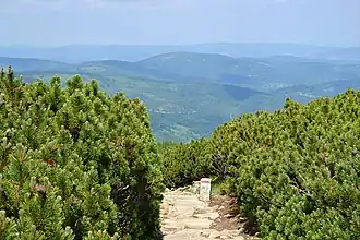 Weg auf die Babia Góra