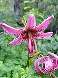 Türkenbundlilie (Lilium martagon)