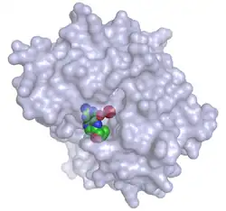 Tryptophan-Hydroxylase 1