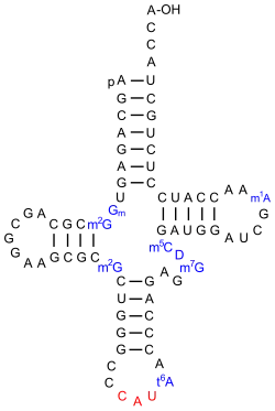 eine tRNAiMet des Menschen