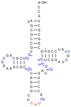 eine tRNAiMet aus S. cerevisiae[18]