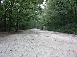 Der Wald Tadasu-no-Mori