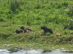 Naturschutzgebiet Estação Ecológica do Taim