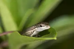 Takydromus viridipunctatus