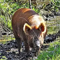 Tamworth-Schwein (2020)