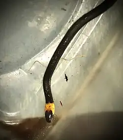 Tantilla moesta in Mexiko