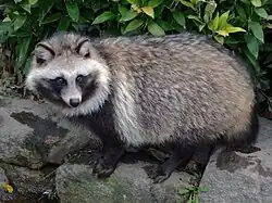 Marderhund (Nyctereutes procyonoides)