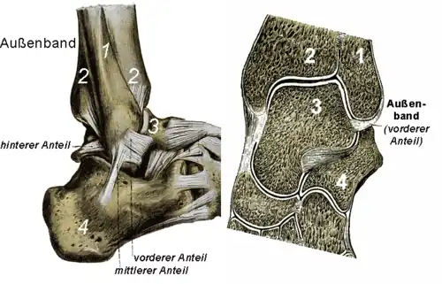 Links: Seitenansicht des Außenbandapparates mit seinen drei Anteilen. Rechts: Querschnitt in Höhe des vorderen Außenbandanteiles.