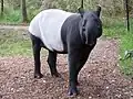 Schabrackentapir (Tapirus indicus)