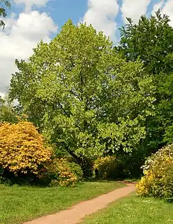 Taschentuchbaum, Person zum Größenvergleich neben dem Stamm