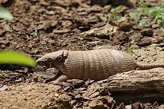 Sechsbinden-Gürteltier