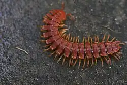 Mit über 5000 Arten sind die zu den Doppelfüßern Bandfüßer (Polydesmida) die artenreichste Ordnung der Tausendfüßer. Sie sind oft an den auffälligen Seitenflügeln (Paranota) erkennbar