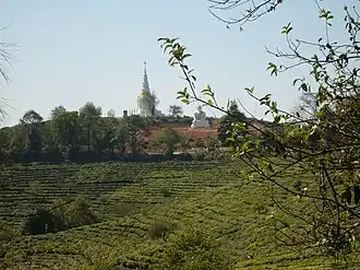 Teepflanzung bei Pu’er in Yunnan