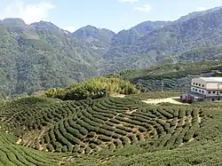 Teeplantagen in Zhushan