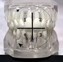 FDI-Zahnschema: Quadranteneinteilung
