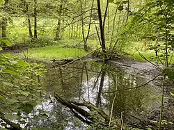 Teich bei Steinbrink am Oberlauf
