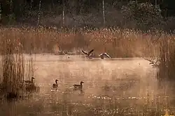 Teich mit Graugänsen