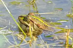 Teichfrosch im Wasser mit der Nickhaut auf etwa halber höhe vom Augapfel gut sichtbar in Form eines hellen Strichs