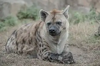 Tüpfelhyäne (Crocuta crocuta)