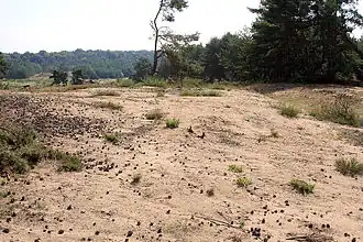 Sanddüne im Pferdegehege