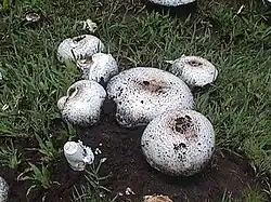 Termitomyces reticulatus