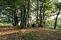 Hünengrab am Waldrand von Belm-Vehrte, Niedersachsen.