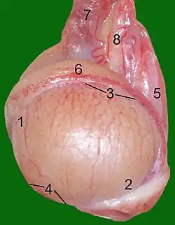 Hoden, Nebenhoden und Samenstrang eines Katers: 1 Kopfende 2 Schwanzende 3 Nebenhodenrand 4 freier Rand 5 Hodengekröse 6 Nebenhoden 7 Geflecht der Hodenarterie und -vene 8 Samenleiter