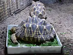 In einer Schale liegt eine sehr große Schildkröte. Ihr Panzer ist braun mit gelben Mustern.