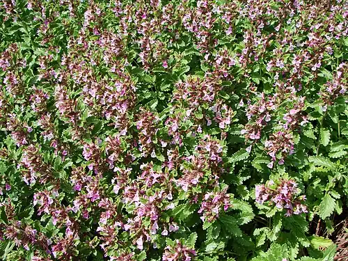 Edel-Gamander (Teucrium chamaedrys)