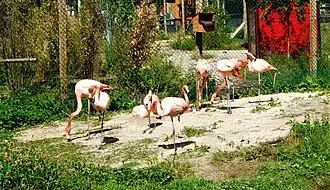 Flamingos im Hanwell Zoo