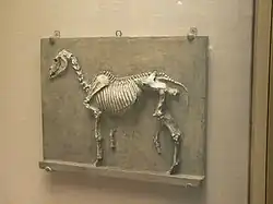 G-500. Relief plaque of a horse’s skeleton (1878), Philadelphia Museum of Art.