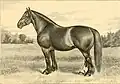 Clydesdale-Stute (* 1880)