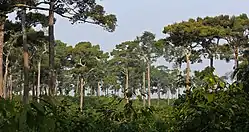 Beispielbild Medhakachhapia-Nationalpark