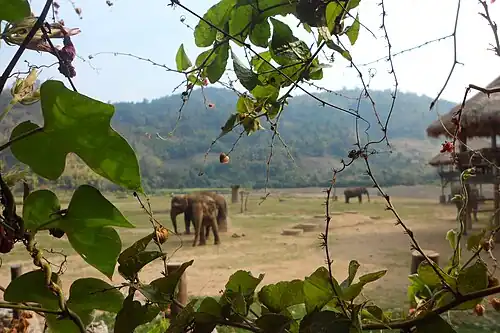 Blick in den Elephant Nature Park
