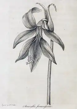 Amaryllis formosissima