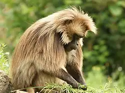 Dschelada (Theropithecus gelada)