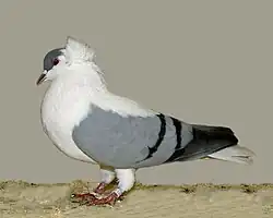 Thüringer Schwalbe, blau mit Binden