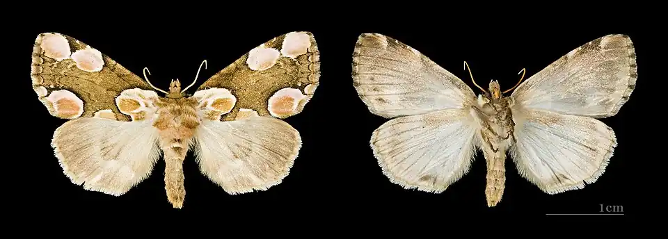 Ober- und Unterseite des Weibchens