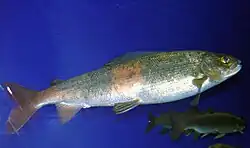 Äsche in einem Aquarium des Baikal-Museums