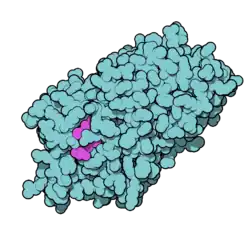 Thyroxin-bindendes Globulin