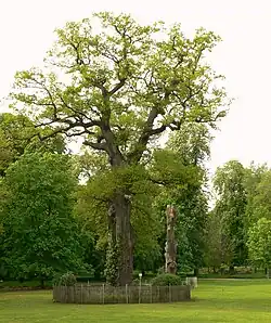 Naturdenkmal „1000-jährige“ Eiche