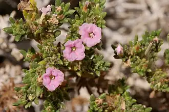 Raublattgewächs (Tiquilia hispidissima)