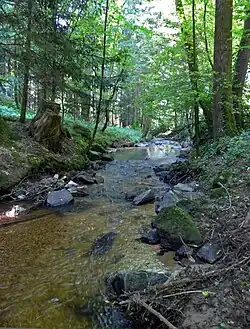Mittleres Tobrabachtal. Waldstrecke