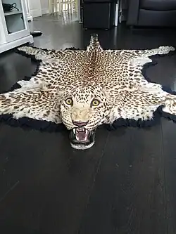 Indischer Leopard (2017)