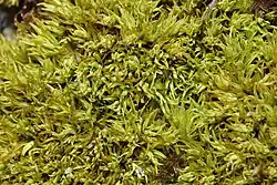 2023 Geneigtes Spiralzahnmoos