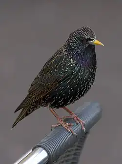 Star (Sturnus vulgaris)