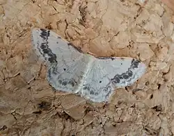 Idaea trigeminata, mit unterbrochener Binde