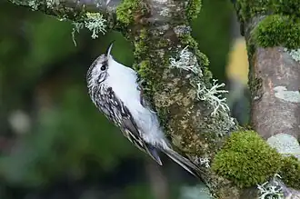 Certhioidea: Waldbaumläufer (Certhia familiaris)